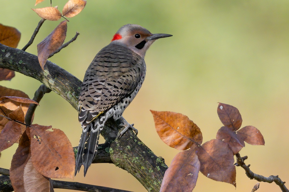 Northern Flicker - ML610327029