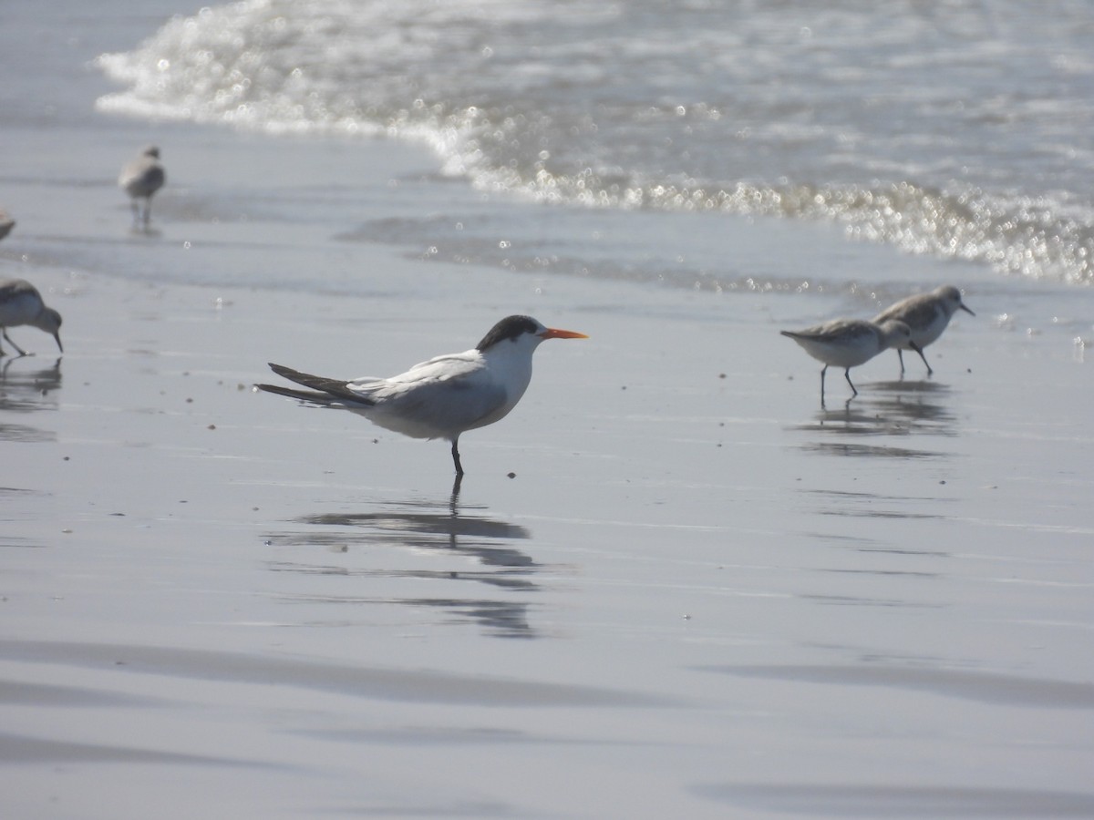 Elegant Tern - ML610327040