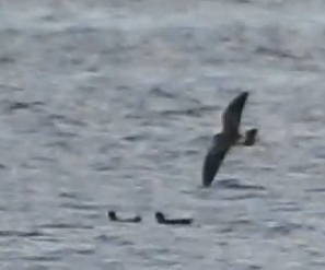 Leach's Storm-Petrel - ML610327090