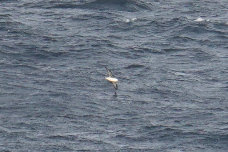 Laysan Albatrosu - ML610327105