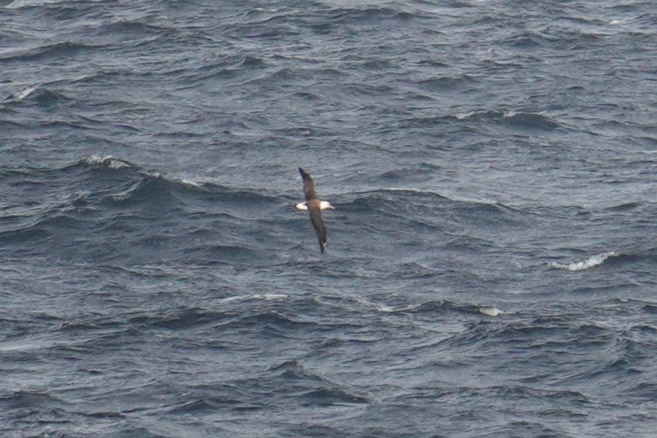 Laysan Albatross - ML610327106