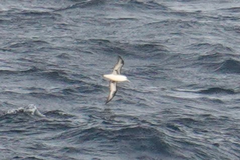Laysan Albatrosu - ML610327108