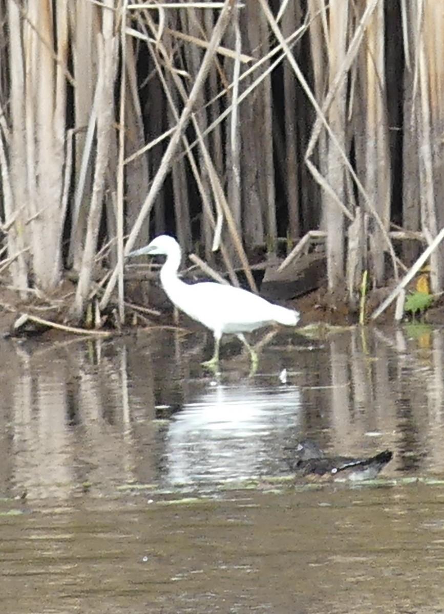 Little Blue Heron - Paul Strong