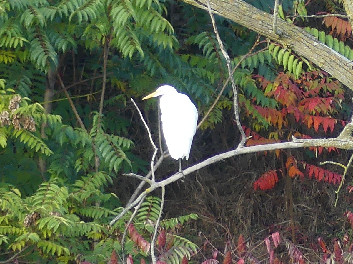 Grande Aigrette - ML610327195