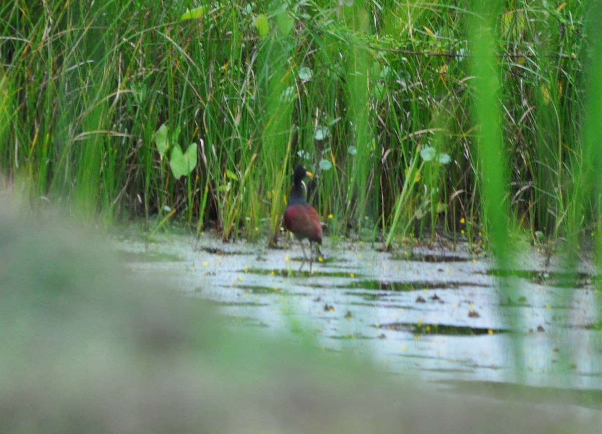 Northern Jacana - ML610327241