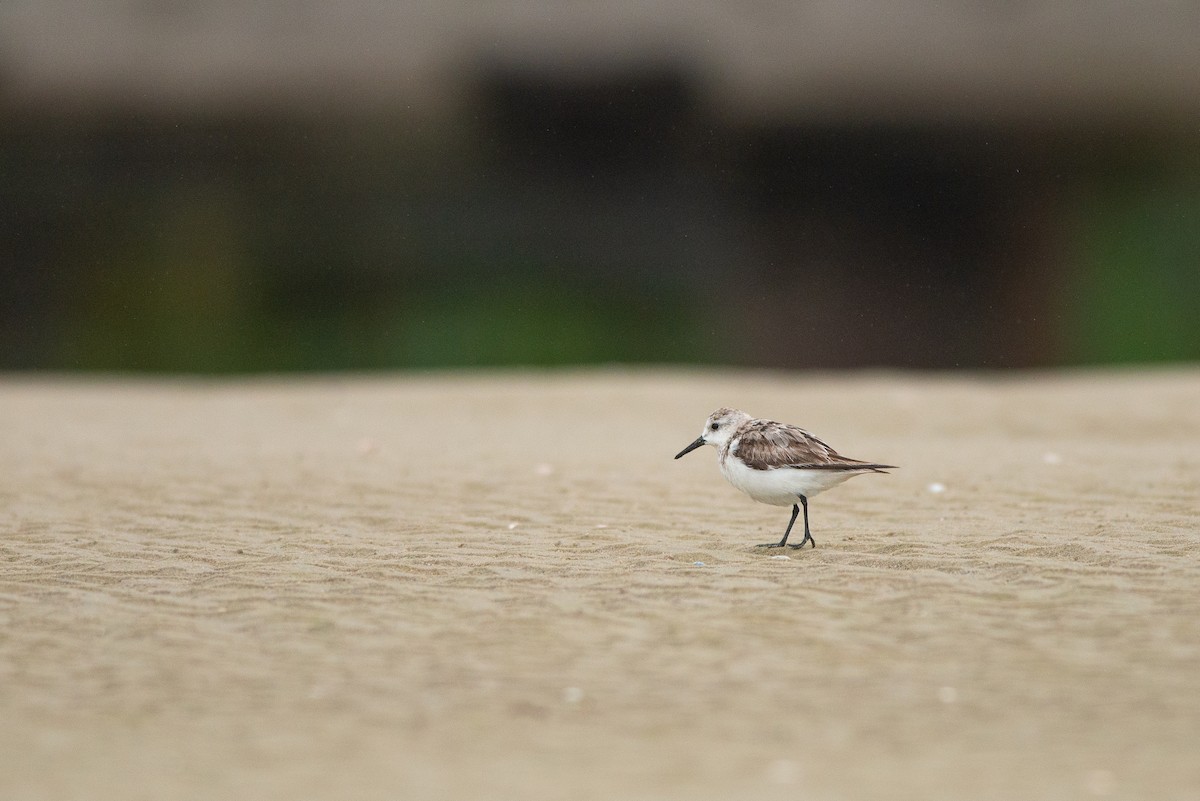 Sanderling - ML610327337