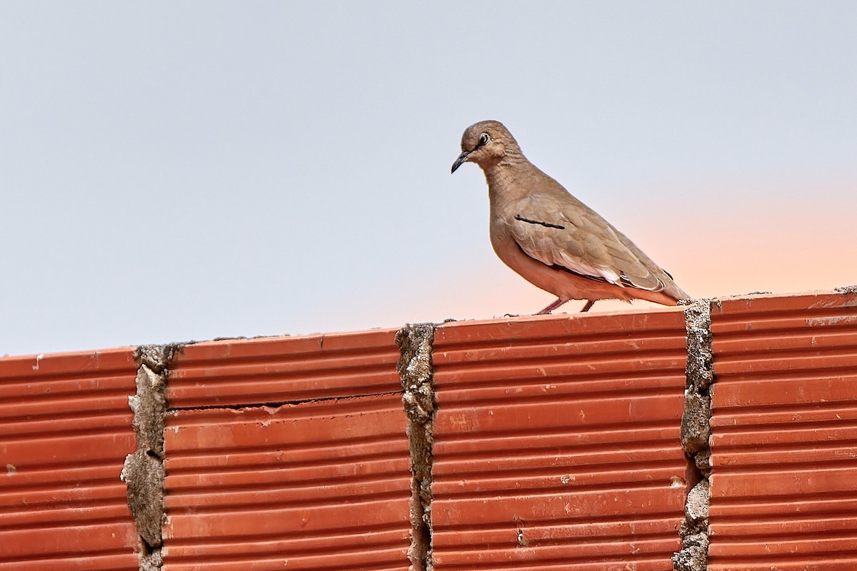 Picui Ground Dove - ML610327351