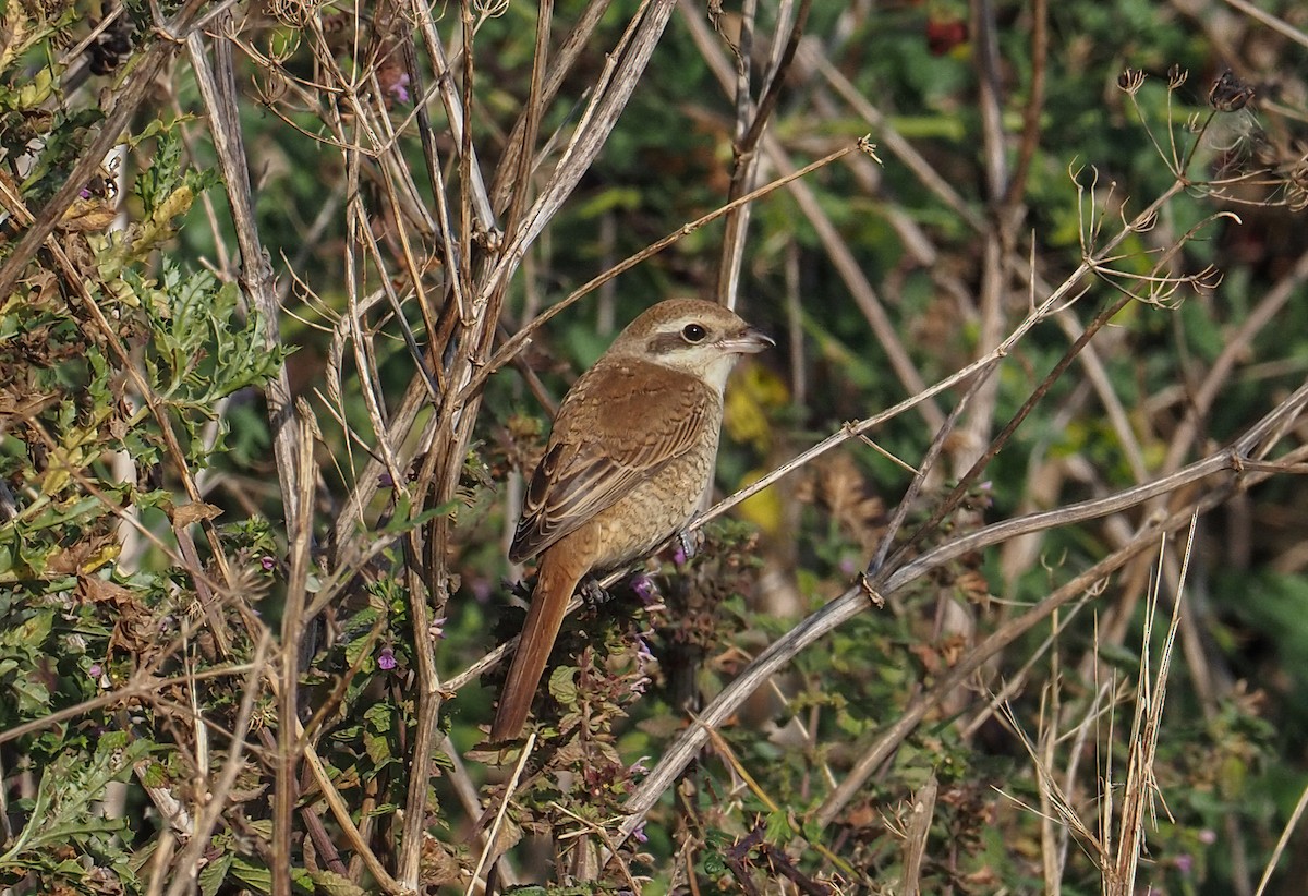 Pie-grièche brune - ML610327521