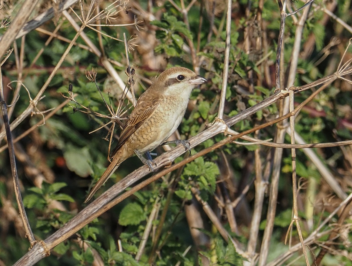 Brown Shrike - ML610327522