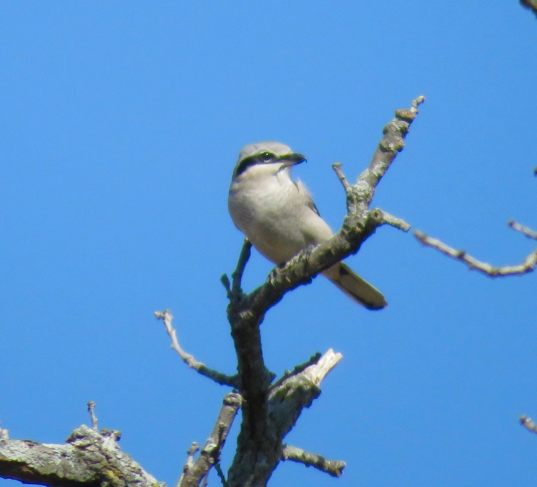 Northern Shrike - Jon Peacock