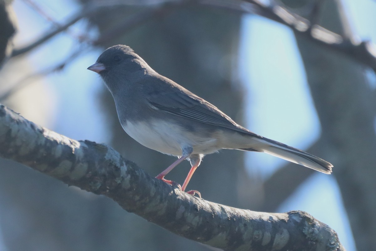 Dark-eyed Junco (Slate-colored) - ML610327747