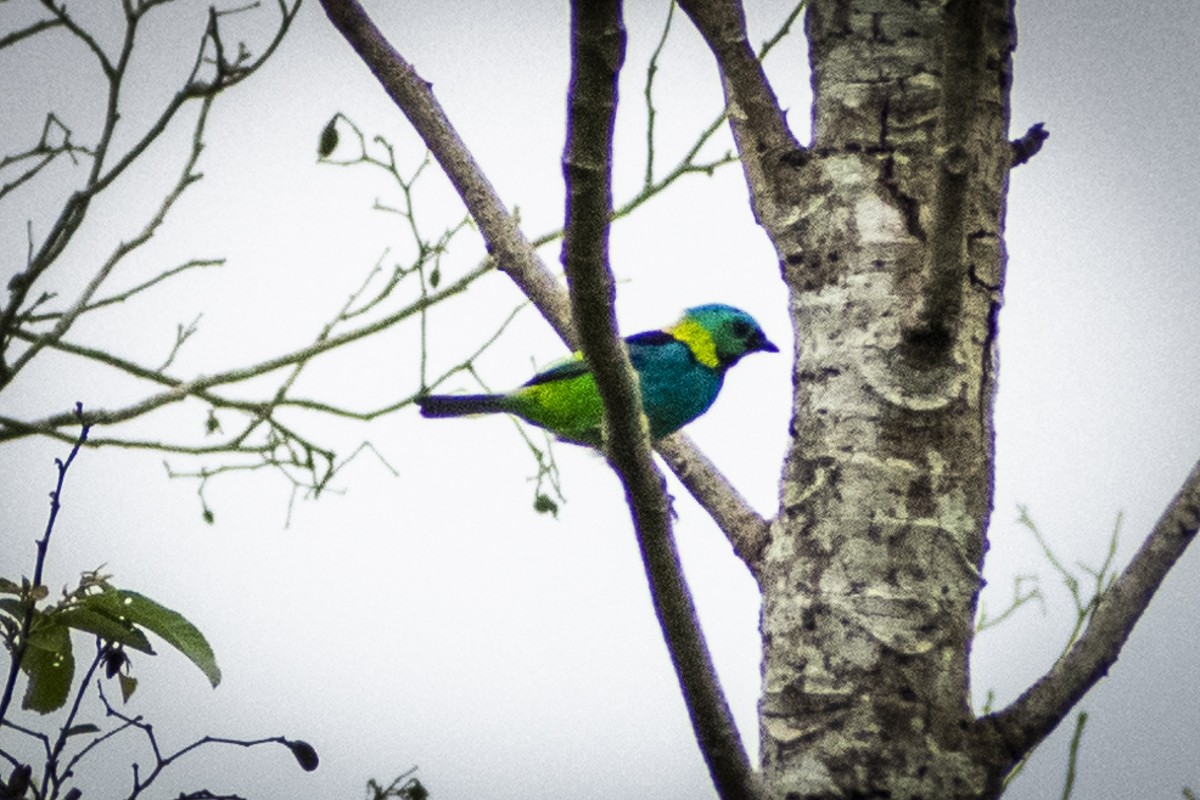 Green-headed Tanager - ML610327762