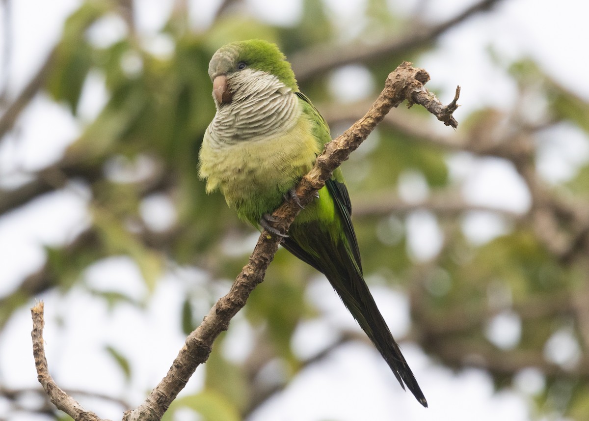 Perriche veuve (groupe monachus) - ML610327821