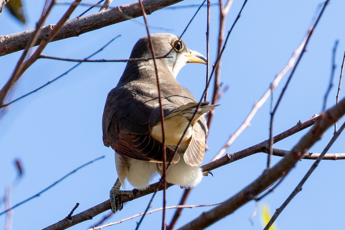 Yellow-billed Cuckoo - ML610327839