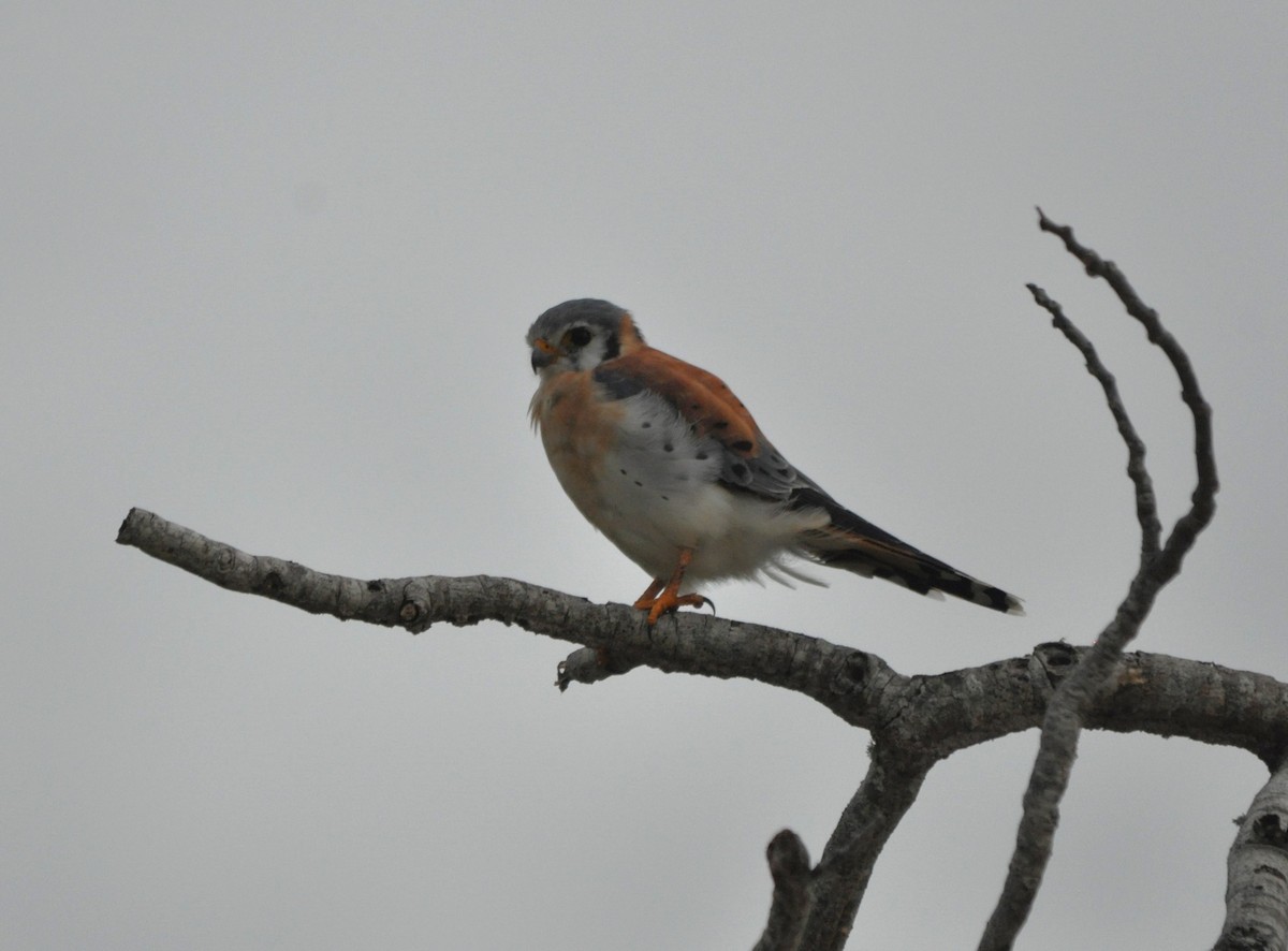 American Kestrel - ML610327884