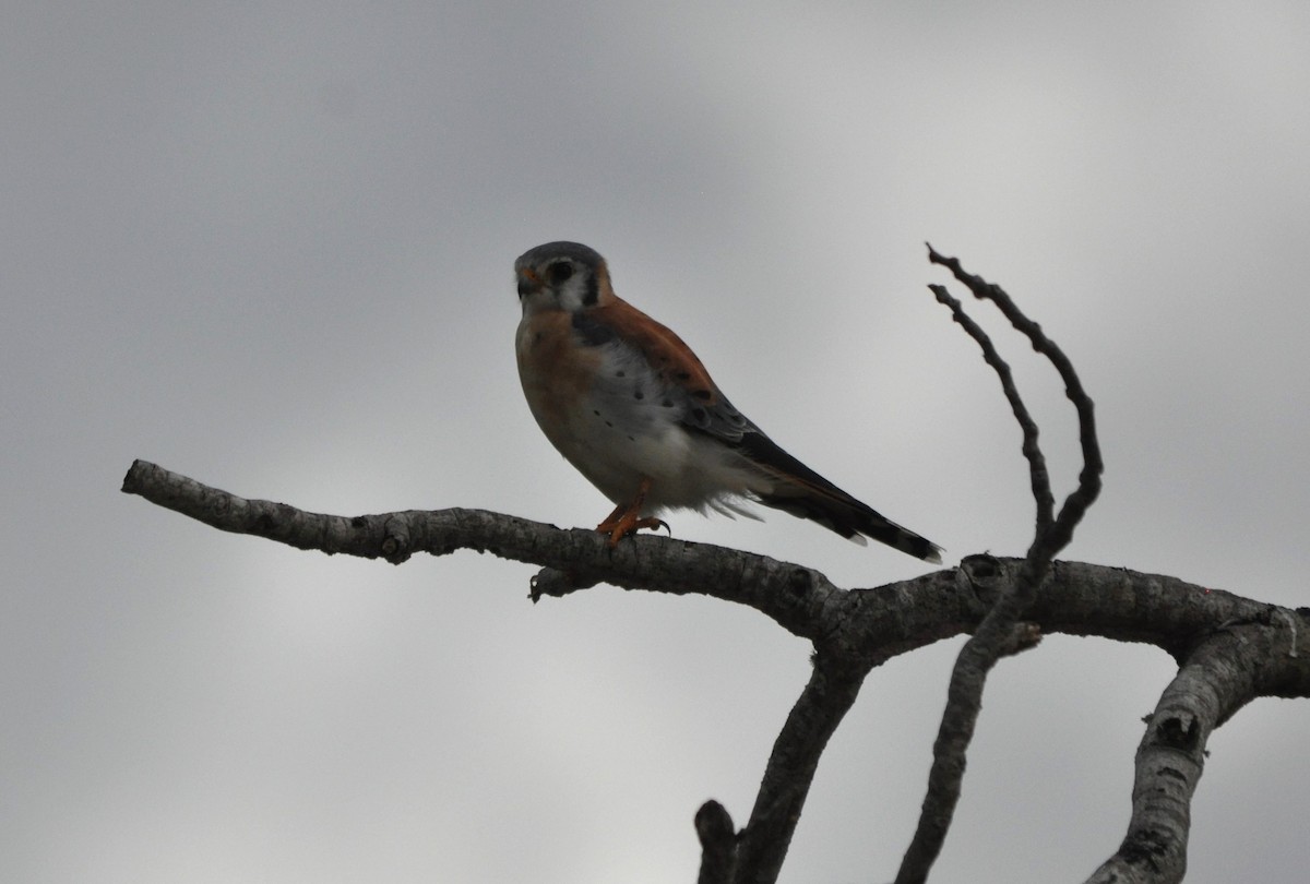 American Kestrel - ML610327885