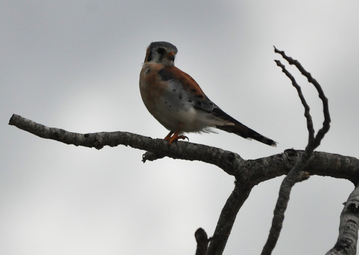 American Kestrel - ML610327886