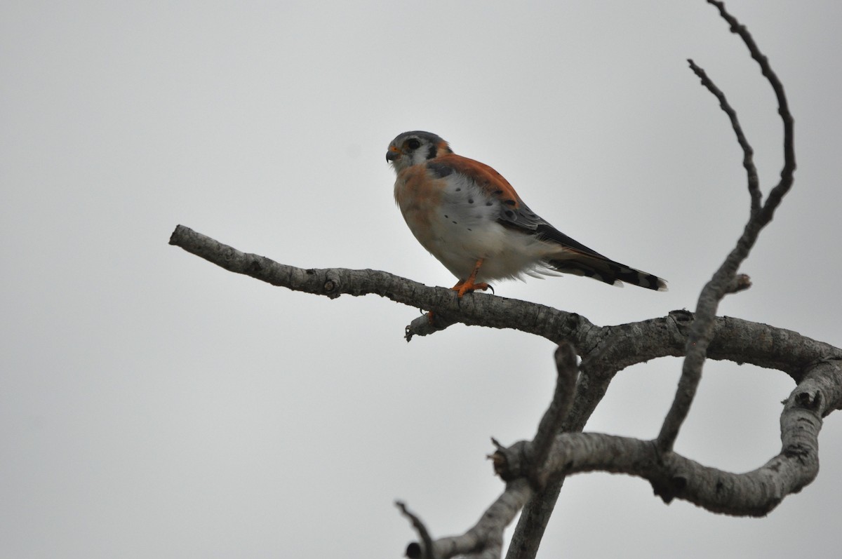 American Kestrel - ML610327887