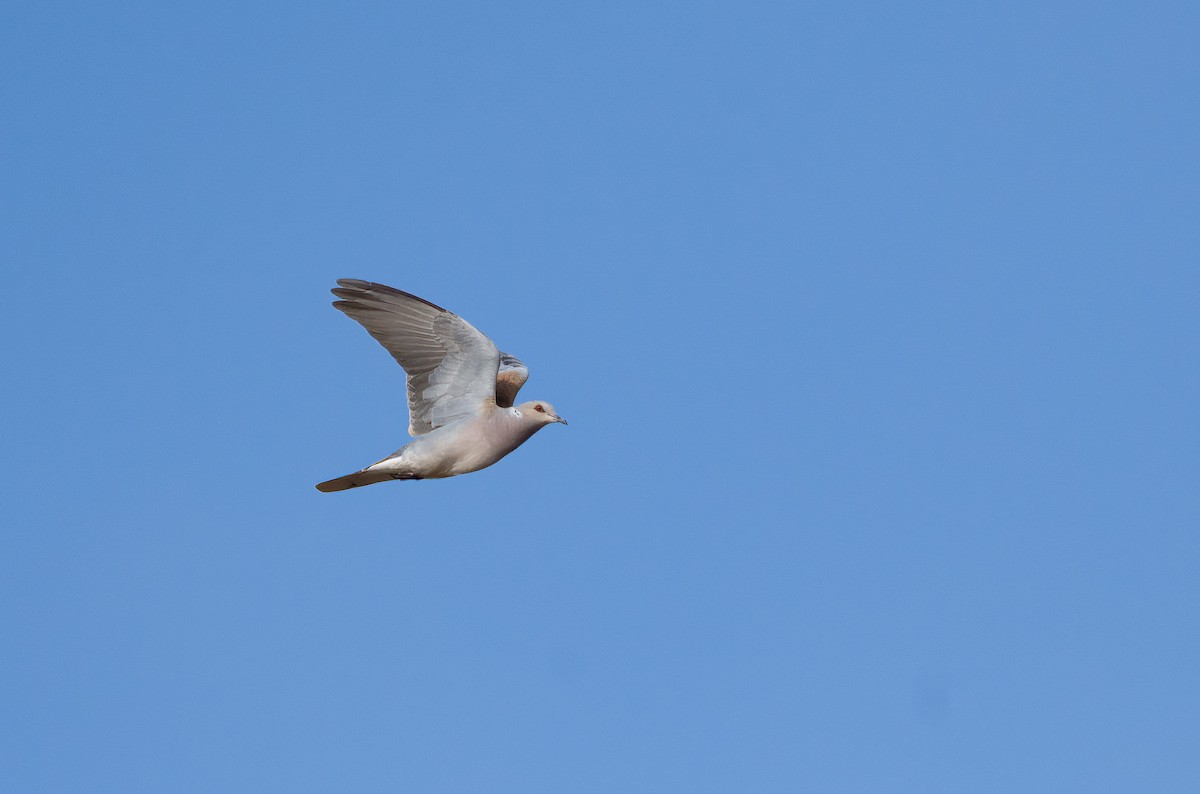 European Turtle-Dove - Eric Francois Roualet