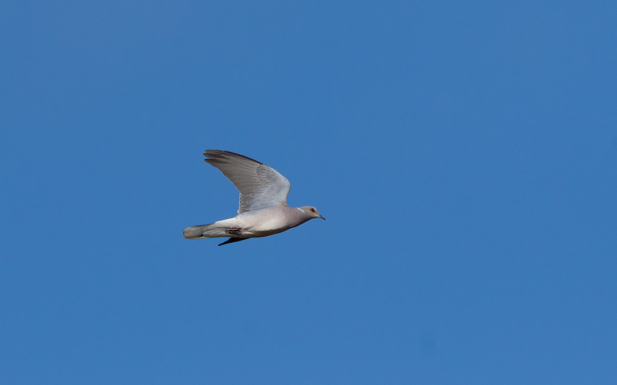 European Turtle-Dove - Eric Francois Roualet