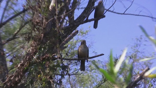 Bluish-gray Saltator - ML610327986