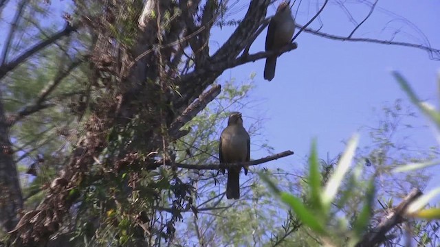 Pepitero Grisáceo del Amazonas - ML610327986