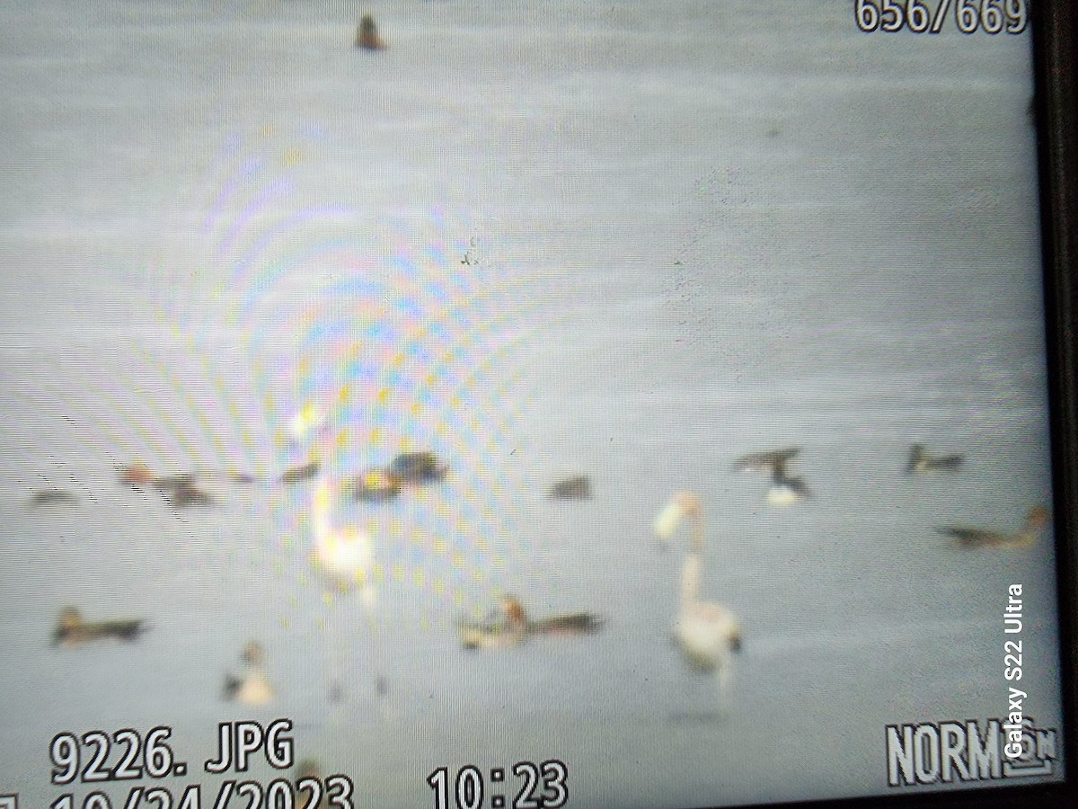 plameňák americký - ML610328082