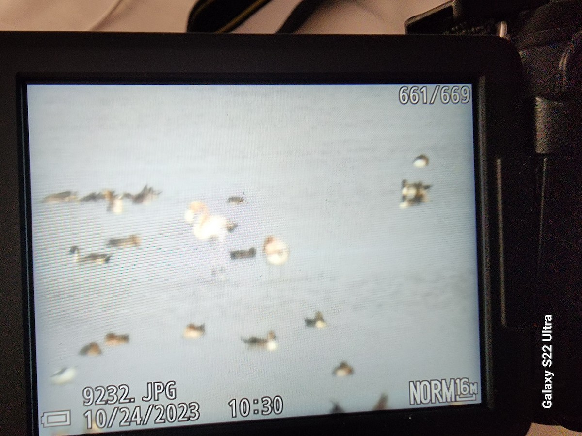 plameňák americký - ML610328083