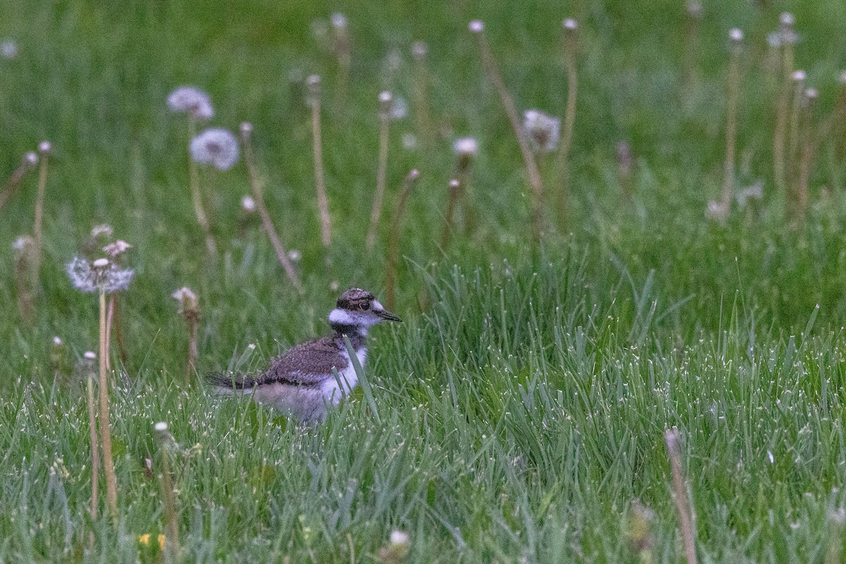 Killdeer - Carol Holmes