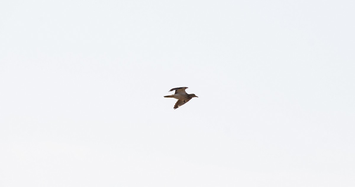 Eurasian Thick-knee - Eric Francois Roualet