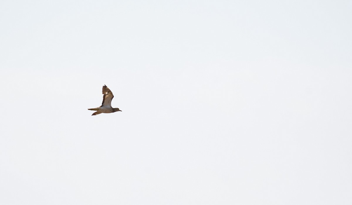 Eurasian Thick-knee - ML610328101