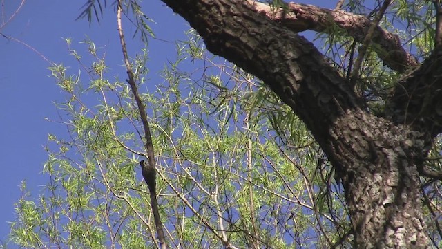 Checkered Woodpecker - ML610328102