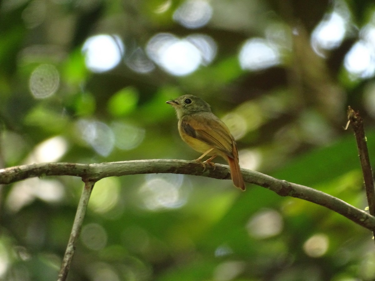 Ruddy-tailed Flycatcher - ML610328110