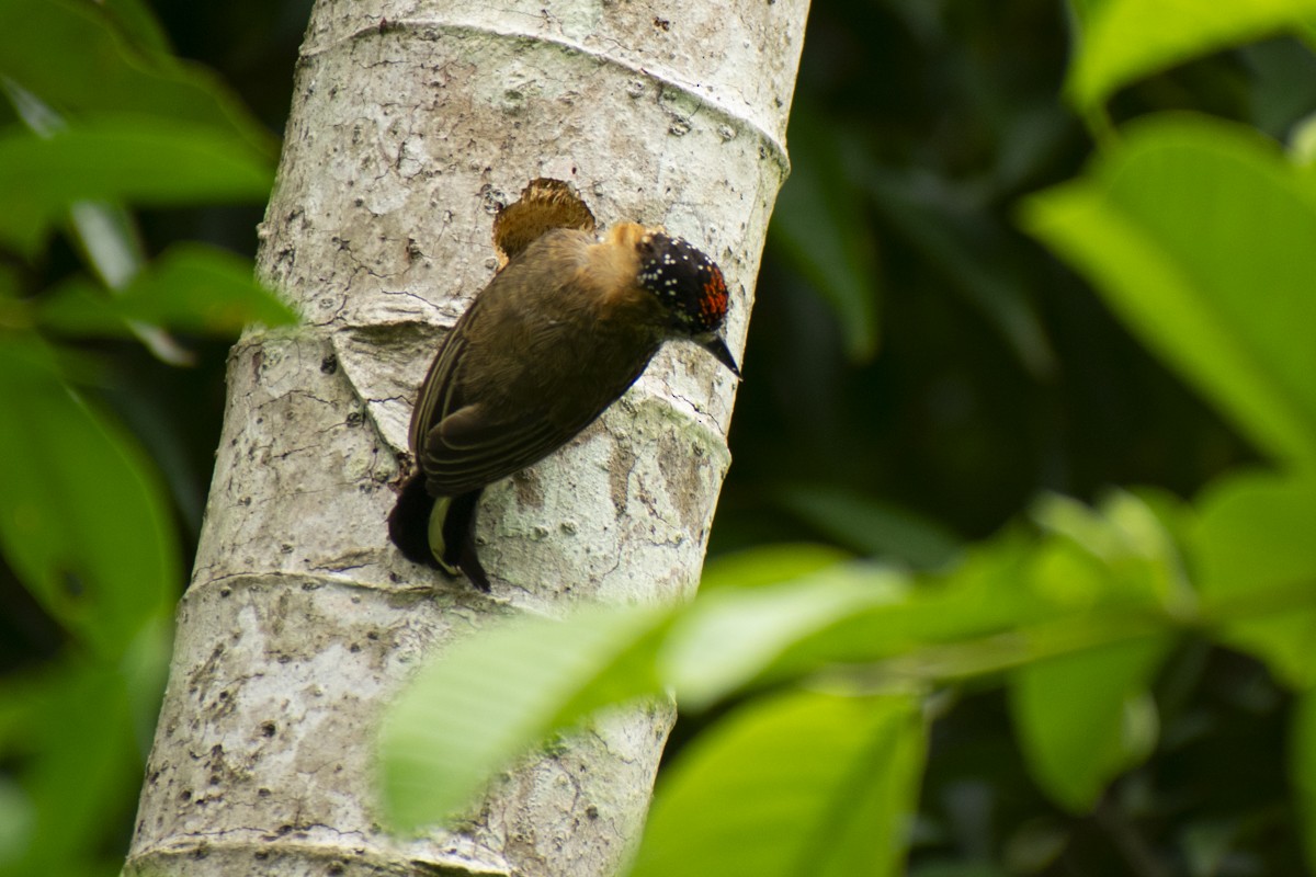 Ochre-collared Piculet - ML610328169