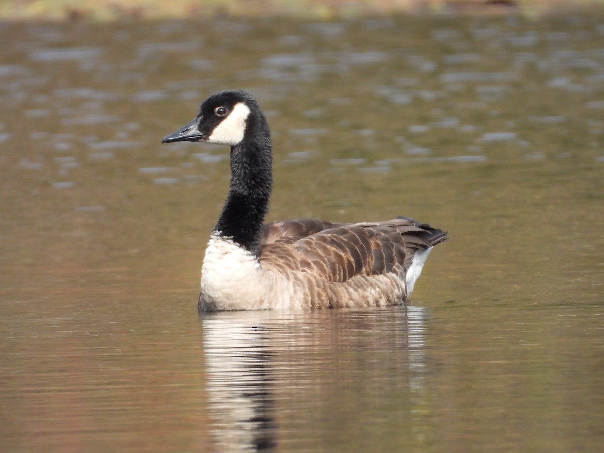 Canada Goose - ML610328200