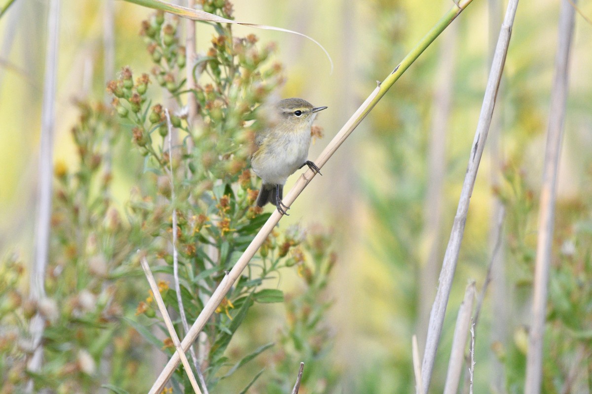 Common Chiffchaff - ML610328229