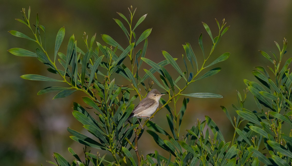 Eastern Olivaceous Warbler - Eric Francois Roualet