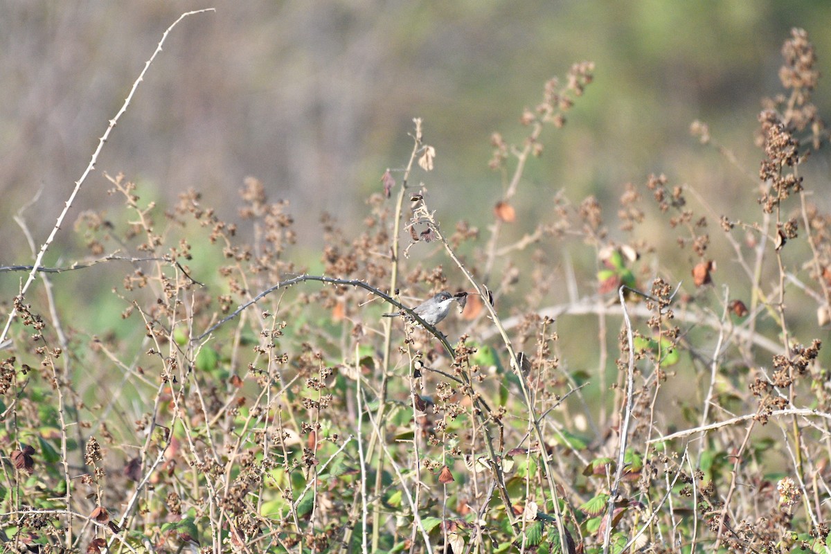 Sardinian Warbler - Cumhur Palas
