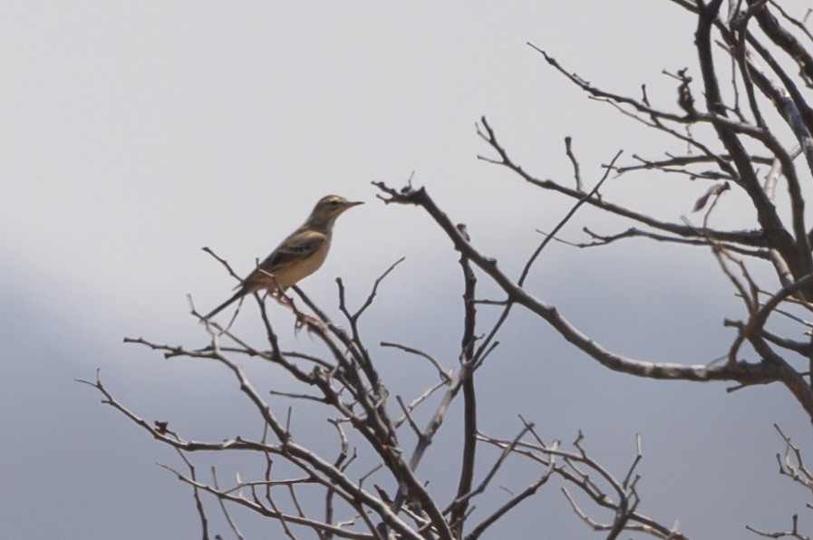 Plain-backed Pipit - ML610328341