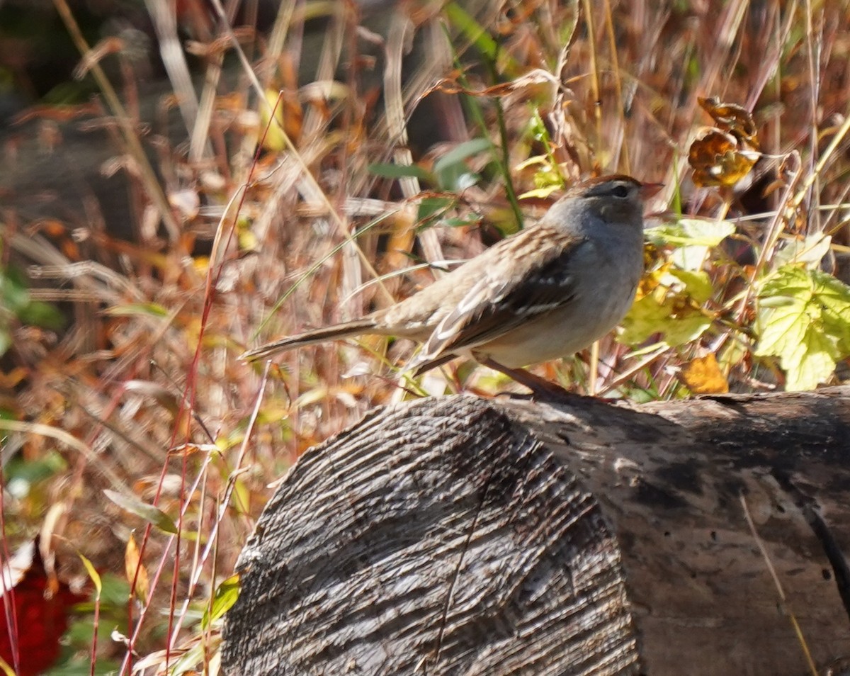 White-crowned Sparrow - ML610328436