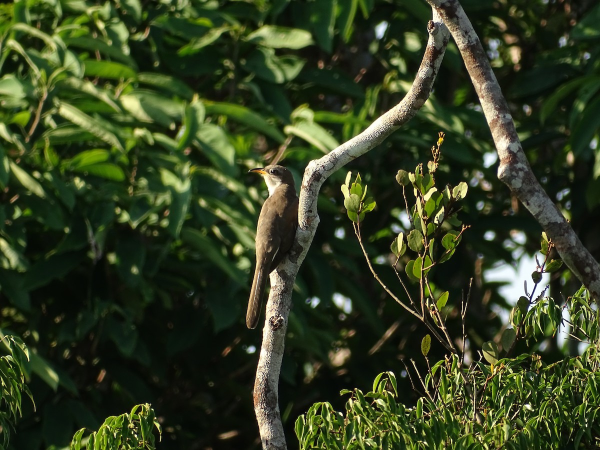 Pearly-breasted Cuckoo - ML610328471