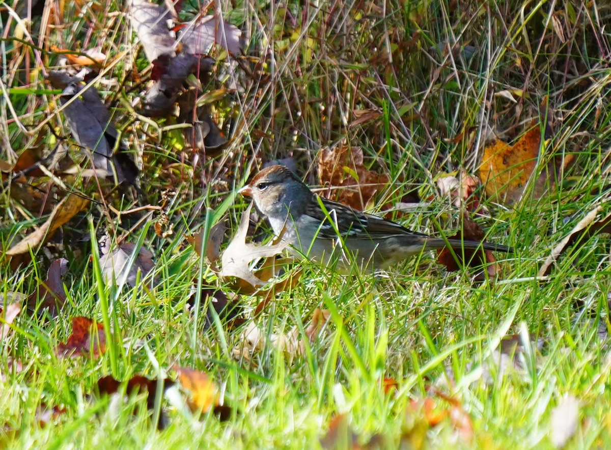 White-crowned Sparrow - ML610328621