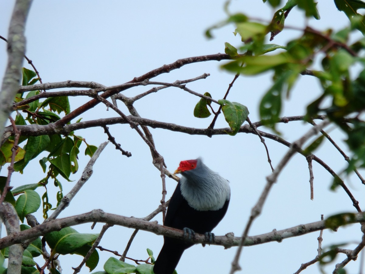 Seychelles Blue-Pigeon - ML610328645