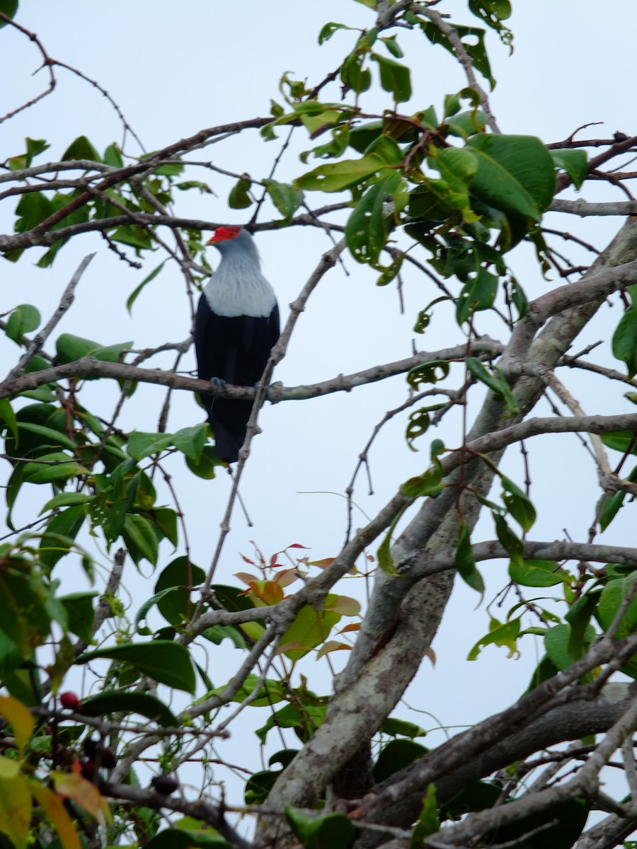 Seychelles Blue-Pigeon - Detlef Stremke