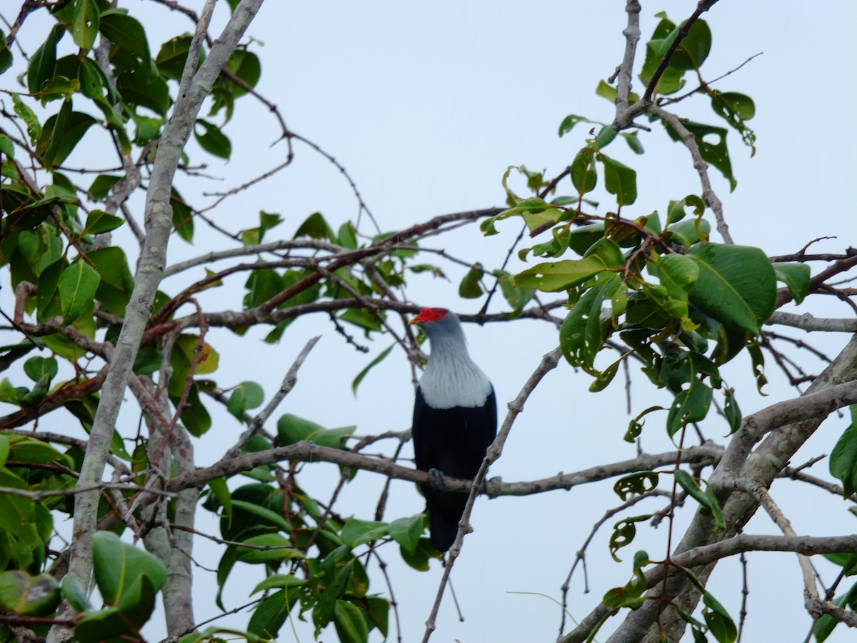 Seychelles Blue-Pigeon - ML610328647