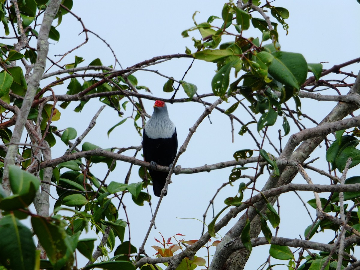 Seychelles Blue-Pigeon - Detlef Stremke
