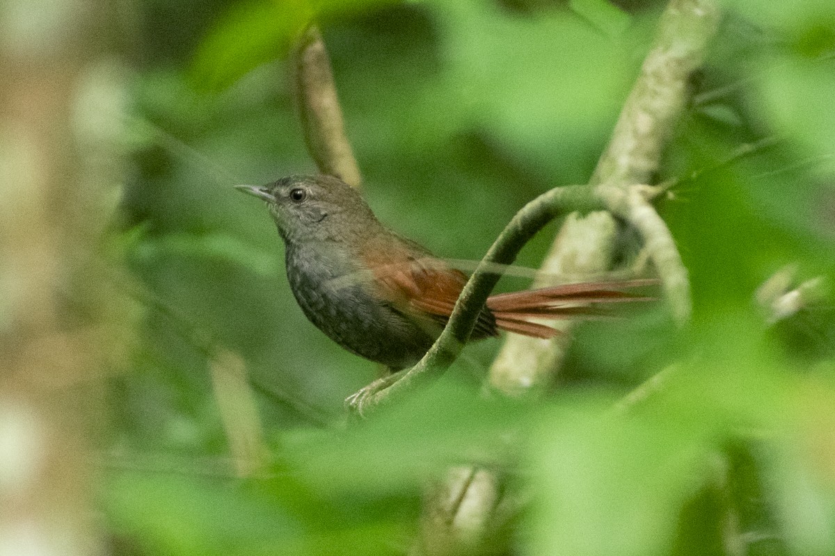 Gray-bellied Spinetail - Agustín Casale