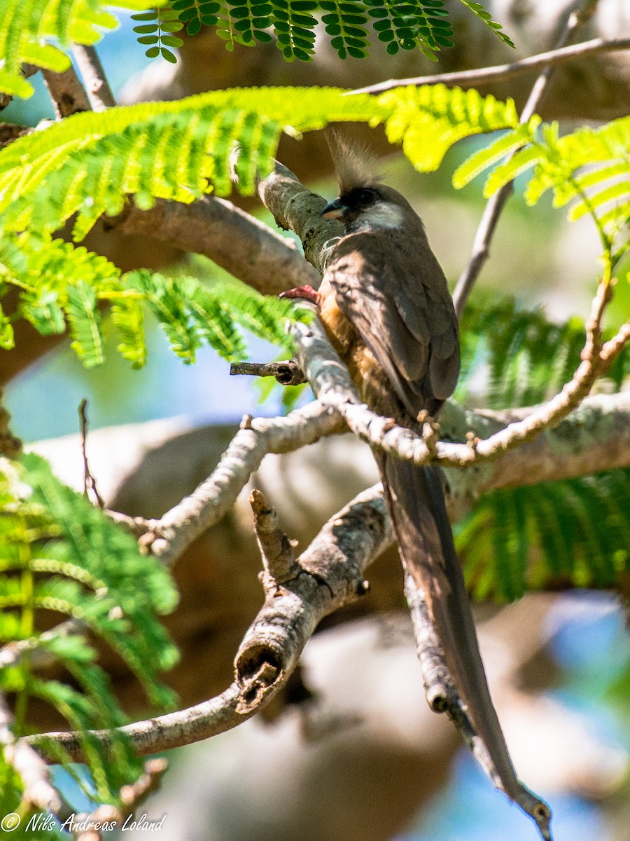 Speckled Mousebird - ML610328836