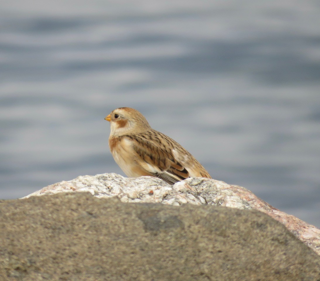 Snow Bunting - Jon Peacock