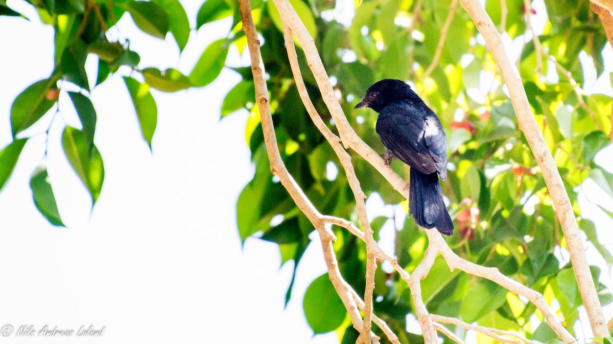 Southern Black-Flycatcher - Nils Andreas Loland